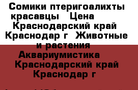 Сомики птеригоалихты красавцы › Цена ­ 850 - Краснодарский край, Краснодар г. Животные и растения » Аквариумистика   . Краснодарский край,Краснодар г.